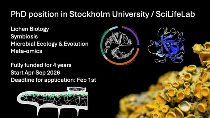 Black field with a macro image of a bright orange lichen Xanthoria in one of the corner. Little diagrams showing a structure of a lichen thallus with different layers in grey and green, a phylogenetic tree, and an alphafold generated structure of a protein. White text says "PhD position in Stockholm University / SciLifeLab. 
Lichen Biology, Symbiosis, Microbial Ecology & Evolution,Meta-omics
Fully funded for 4 years. Start Apr-Sep 2026. Deadline for application: Feb 1st."
