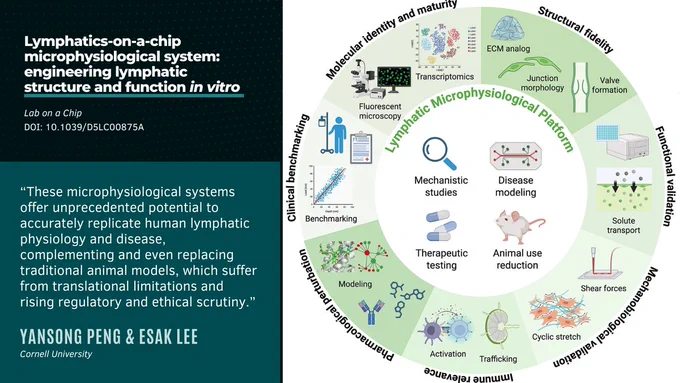 A graphic with a quote and modified figure from the linked Lab on a Chip paper, “Lymphatics-on-a-chip microphysiological system: engineering lymphatic structure and function in vitro” (doi: 10.1039/D5LC00875A). It features part of Figure 6 (“Schematic illustrating a multilevel validation framework for human lymphatics-on-a-chip systems, encompassing molecular, structural, functional, and clinical benchmarks.”) and a quote attributed to authors Yansong Peng and Esak Lee of Cornell University: “These microphysiological systems offer unprecedented potential to accurately replicate human lymphatic physiology and disease, complementing and even replacing traditional animal models, which suffer from translational limitations and rising regulatory and ethical scrutiny.”