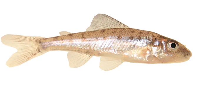a brownish fish with spotting and an adipose fin
