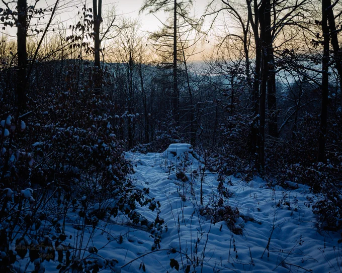 A snow-covered tree stump sits on a forest path at dusk, surrounded by bare trees and soft light.
—
The stump didn’t speak. It didn’t need to. The forest already knew what had happened.