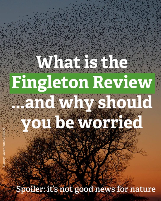 Image for the Fingleton Review with a sunset background, featuring the text 'What is the Fingleton Review...and why should you be worried' followed by 'Spoiler: it's not good news for nature.'