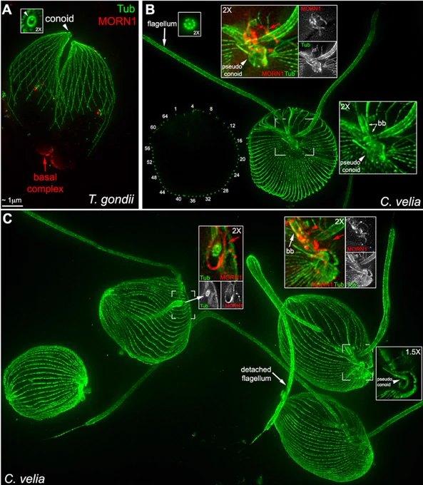 Comparison of the cytoskeletal architectures of Toxoplasma and Chromera flagellates using ExM.