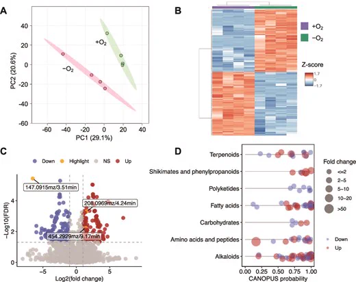 Figure 2 Pan (2025): Metabolic responses of endophytic Flavobacterium sp. 98 to oxygen limitation. To investigate the exometabolome of Flavobacterium sp. 98 grown under hypoxic conditions, we performed comparative metabolomic analysis of extracts from Flavobacterium sp. 98 cultures grown on 1/10th strength tryptone soy agar inside or outside the oxygen-depleted chamber. [...]