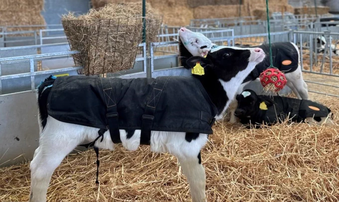 Young calves wearing black protective coats inside a barn with straw bedding and hay bales stacked in the background.