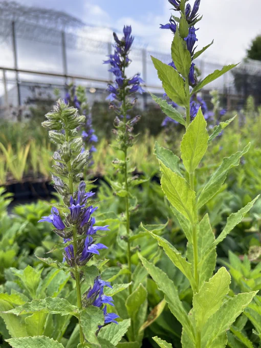 A plant (blue lobelia) with purple bell-shaped flowers and pointy, green leaves cascading up an upright stem