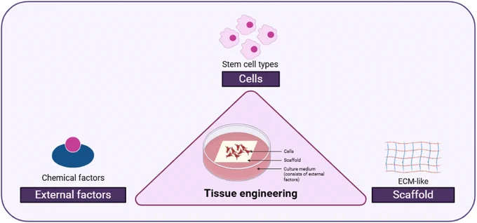 Fig. 1. Illustration of the triad system in tissue engineering, representing the interaction between cell types, scaffolds, and external factors.