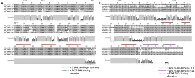 Fig. 1. Conservation of zinc finger domains of Osr1 and Osr2 in vertebrates. (A) Amino acid sequence alignment of Osr1 using MafftWS sequence alignment reveals high conservation of the zinc finger binding domains. B) Amino acid sequence alignment of Osr2 using MafftWS sequence alignment reveals high conservation of zinc fingers 1–3 in all species. Zinc fingers 4 and 5 are only conserved in chick, mouse, and humans. Zinc finger domains 1–3 and 4–5 are indicated by red and purple bars, respectively, shown above the amino acid sequence of interest. OSR2B, the alternatively spliced protein product has only been identified in mammals and was therefore omitted from the protein conservation analysis. Conservation is depicted below the corresponding amino acid sequence.