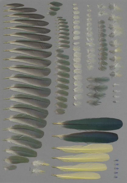 Photo of many different feathers neatly arranged according to similarity on a dark gray background. This is an excerpt from a bird feather database. The link to it was posted by Krista Koeller on Bluesky.
