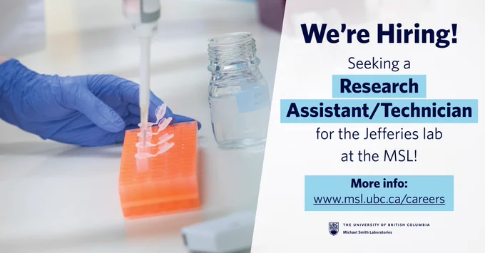 To the left, we see a pipette being used to move a clear liquid into a microtube sitting in an orange microtube tray. To the right, text reads “We’re hiring! Seeking a Research Assistant/Technician for the Jefferies lab at the MSL! More info: www.msl.ubc.ca/careers”. 