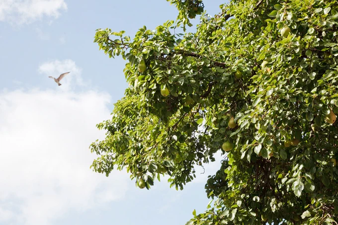 A lush green tree with visible pears on its branches, set against a blue sky with a single bird flying nearby.