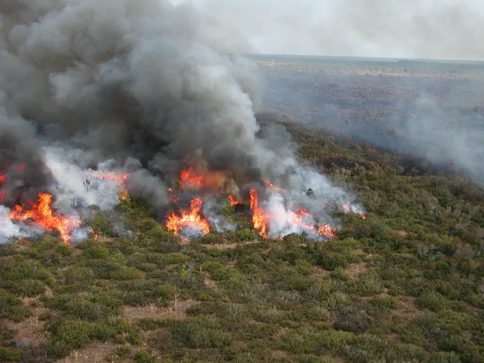 Prescribed fire spreading through dense green forest with thick gray smoke rising into the sky.