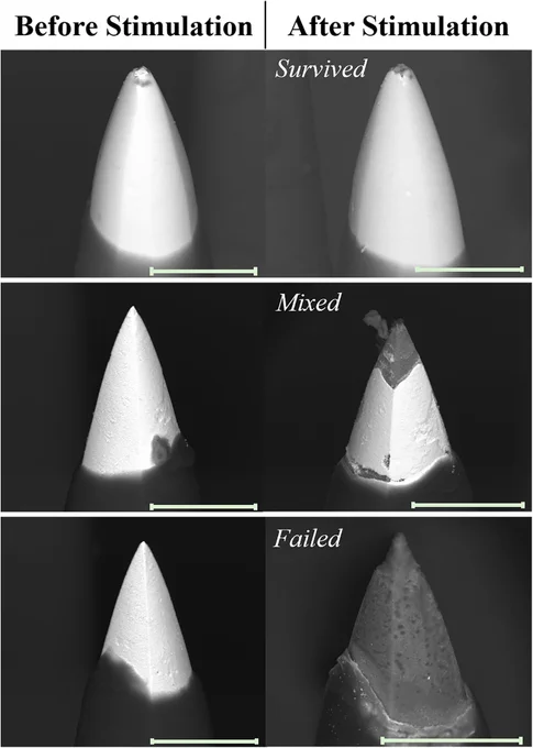 Figure 3. Representative BSEM micrographs of electrodes (left) before and (right) after stimulation. Rows show electrodes with outcomes of (top) survived, (middle) mixed, (bottom) failed. Scale bar = 40 µm. Supplemental Figs. 1 and 2 (S1 and S2) include additional representative BSEM images of devices and electrodes