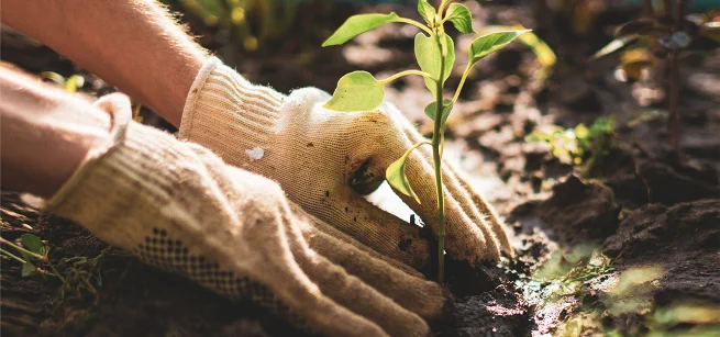 Gloved hands planting a plant in the dirt.
