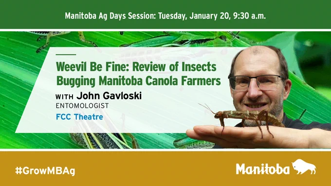 Grasshoppers on leaves. Man with a insect on his hand. Caption: Weevil be fine: review of insects bugging Manitoba canola farmers with John Gavloski. Entomologist FCC Theatre.