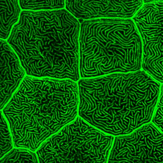 Confocal image of microridge structure