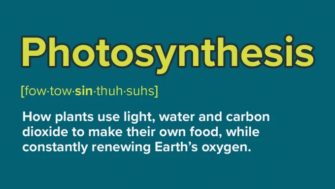 "Photosynthesis: How plants use light, water, and carbon dioxide to make food and renew Earth's oxygen."