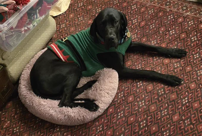 A large black dog wearing a festive sweater is lying partly in a small, fluffy, light‑pink pet bed on a patterned red rug. 