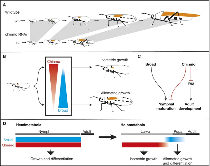 Figure 8 - 	Summary and implications for the evolution of metamorphosis. (A) Summary of results obtained from knockdown of chinmo in the first nymphal instar of O. fasciatus. chinmo knockdown results in a reduction in the number of nymphal instars, and enhanced rate of wing pad growth and morphogenesis. Gray lines highlight proposed equivalent instars based on the nymphal and adult patterns. (B) Antagonistic roles of Chinmo and Br in regulating the rate of nymphal wing pad growth. Br promotes allometric growth, while Chinmo expression in the absence of Br leads to isometric growth. (C) Model for the interactions between Chinmo, Br and E93 on nymphal maturation and adult development. (D) The separation of Chinmo and Broad function may have led to the separation of isometric growth during the larval stage and allometric growth and differentiation during metamorphosis in holometabolous insects.