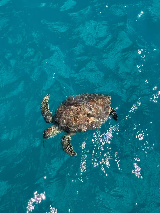 Green Sea Turtle.
iNaturalist Photo 607896524, (c) raymond81alt, some rights reserved (CC BY-NC)