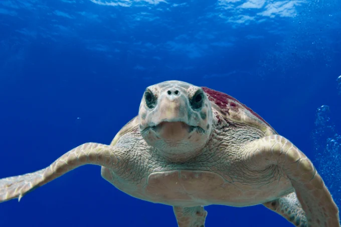 Loggerhead turtle. 
Credit: T. Moore/NOAA Fisheries (CC0 1.0)