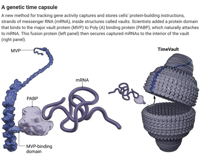 Two panel graphic showing new method for tracking gene activity.