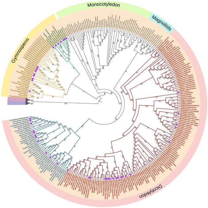 Evolutionary dynamics of the proanthocyanidin biosynthesis gene LAR 

https://doi.org/10.1186/s12864-025-12429-5

