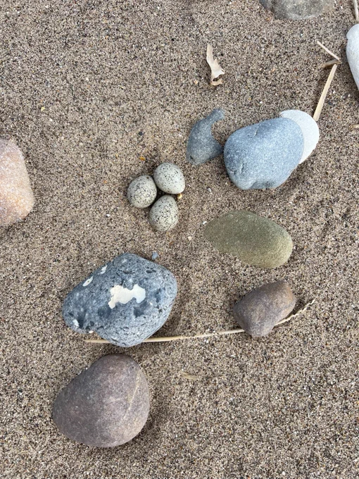 A photograph of a productive Little Tern nest with three eggs