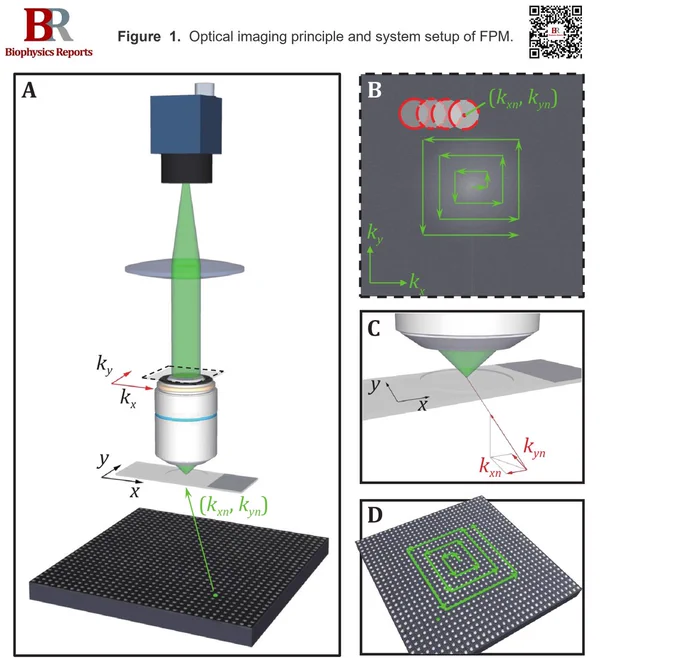 Figure  1.  Optical imaging principle and system setup of FPM. A System setup of FPM. A programmable LED matrix is placed beneath the sample and sequentially illuminated, one LED at a time. The nth LED illuminates the sample with a wave-vector (kxn, kyn). B The object’s finite spatial frequency support, determined by the microscope's numerical aperture (NA) in the Fourier domain (red circle), is shifted to reflect each unique LED illumination angle. The Fourier transforms of multiple shifted low-resolution measurements (each represented by a circle) are combined to extend the resolution of the complex sample spectrum beyond the objective lens’s cutoff. C Light emitted from a single LED illuminates a small sample area with a wave-vector (kxn, kyn). D LEDs are sequentially activated during FPM image acquisition