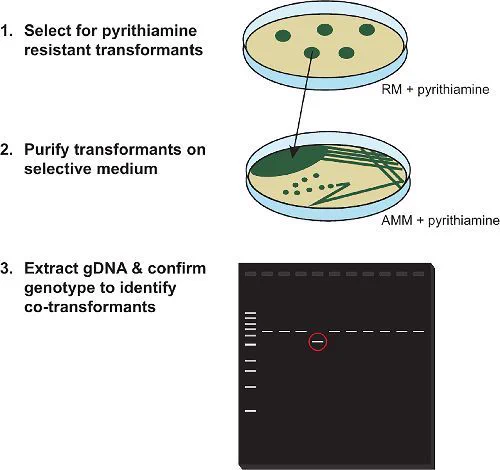 Identification of co-transformants. Pyrithiamine-resistant transformants are selected on RM supplemented with pyrithiamine and then purified by streaking for single colonies on AMM supplemented with pyrithiamine. gDNA is then extracted from purified pyrithiamine-resistant transformants and those that have integrated the marker-free construct at the locus of interest are identified by PCR or other genotyping methods. A red circle indicates the expected product size for a co-transformant; on average, 11% of transformants are successfully co-transformed.