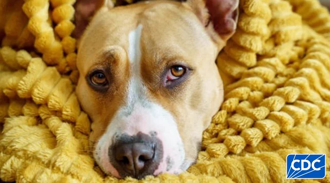 A dog lying cuddled up on a yellow knitted blanket. 