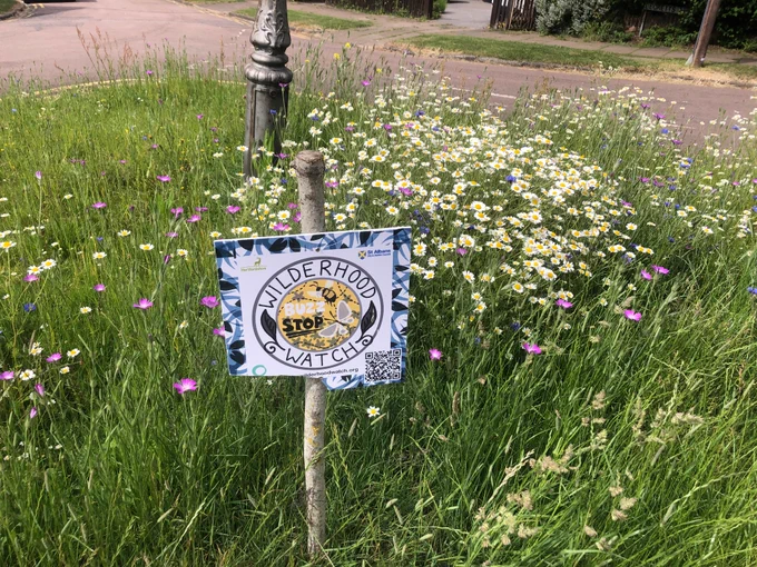Wildflowers thriving on a road verge with a handmade sign promoting the 'Wilderhood Watch'