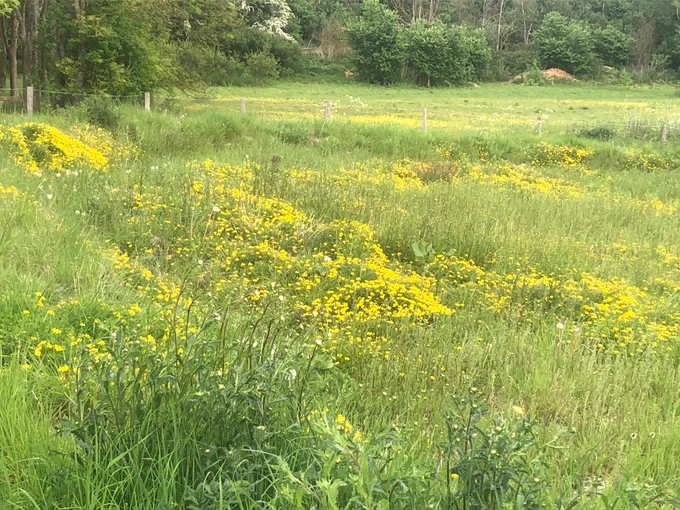 Yellow and white wildflowers blooming on a grassland site
