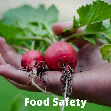 hand holding radishes with words food safety at the bottom
