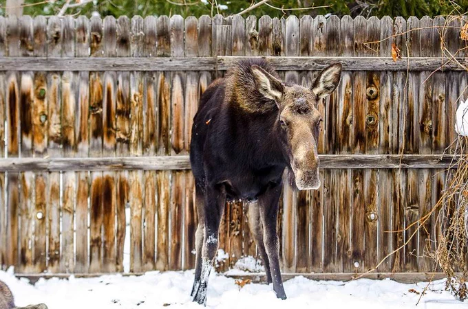 A large moose is standing in the snow in someone’s yard, backed up against their wooden fence. 