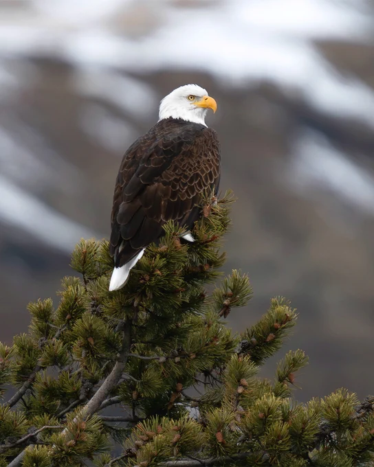 A bald eagle sitting at the top of an evergreen tree.
