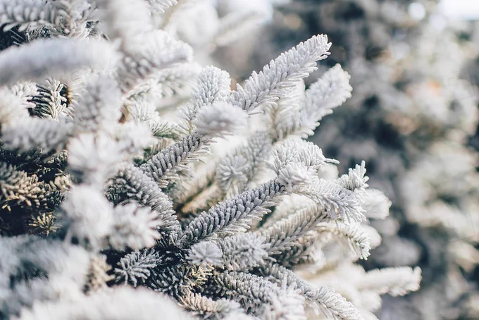 Snow impression CC0