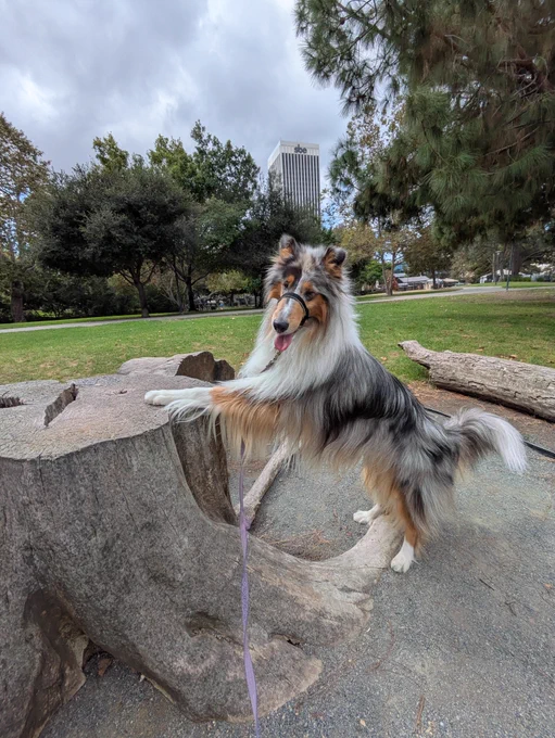 Amazora learning to pose @LaBreaTarpits during a day that looked like 雨空