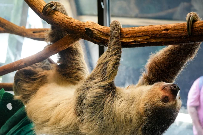 A sloth hanging from a limb.