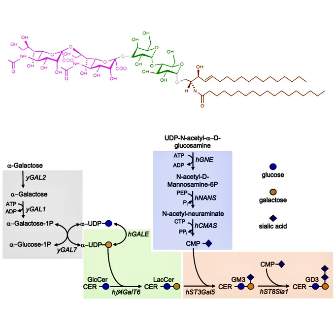 Figure showing the biosynthetic pathway of ganglioside GD3. At the top, the chemical structure of GD3 is displayed. The molecule consists of three main components: a ceramide backbone (brown, right), composed of a sphingosine base linked to a fatty acid; an oligosaccharide chain (green), containing glucose, galactose, and N-acetylglucosamine residues; and two terminal sialic acid residues (pink, left), typically N-acetylneuraminic acid. Below, a schematic pathway depicts GD3 biosynthesis, including the conversion of glucosylceramide (GlcCer) to lactosylceramide (LacCer), followed by the sequential addition of one and then two sialic acid groups to produce gangliosides GM3 and GD3, respectively.