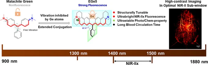 An NIR-II dye (EGe5) integrates germanium-enhanced vibrational suppression and extended conjugation, achieving unprecedented brightness in the optimal NIR-IIx sub-window. This design enables high-contrast visualization of intestinal vasculature and renal labeling, overcoming traditional signal limitations. The tailored spectral properties highlight its transformative potential for precision biomedical imaging.
