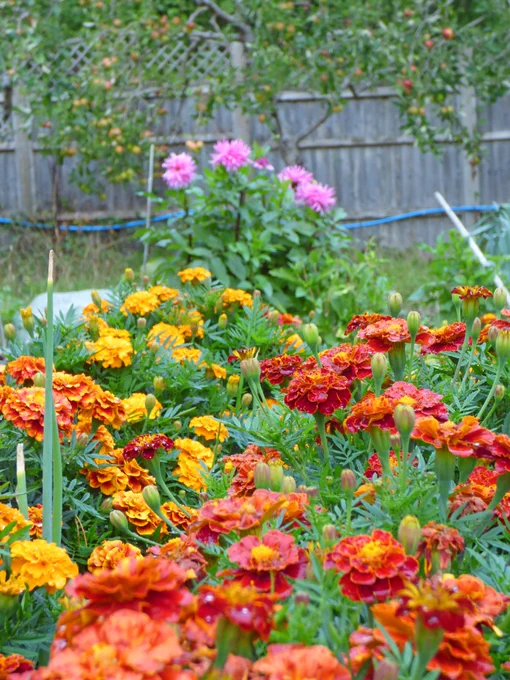brightly coloured flowers in a garden