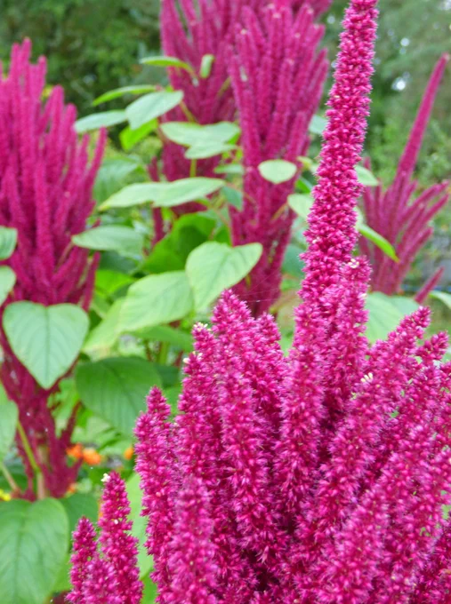 brightly coloured flowers in a garden
