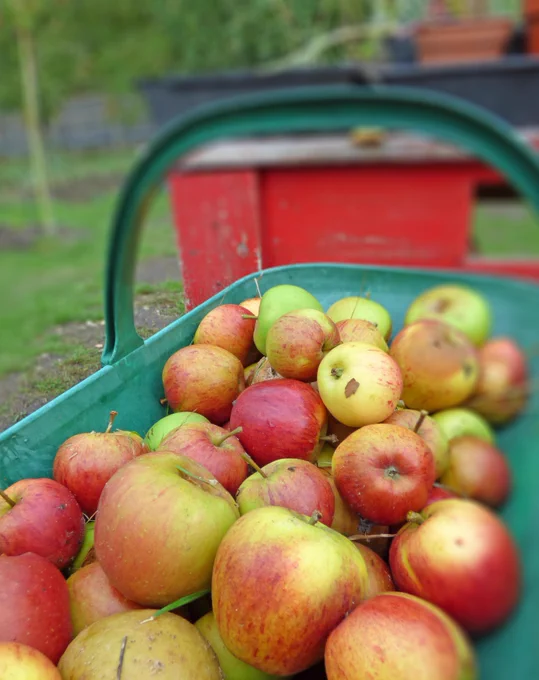 a pannier of red and green apples