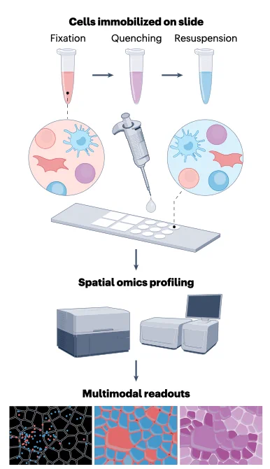 STAMP workflow. Single cells in suspension are fixed and 'stamped' onto glass imaging slides in customisable layouts with RNA and/or proteins by cycling fluorescents readouts using existing spatial omics imaging instruments. STAMP, Single-Cell Transcriptomics and Multimodal profiling. 