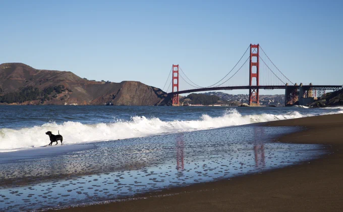 Dog running in the water, with Golden Gate Bridge in the background in San Francisco. 