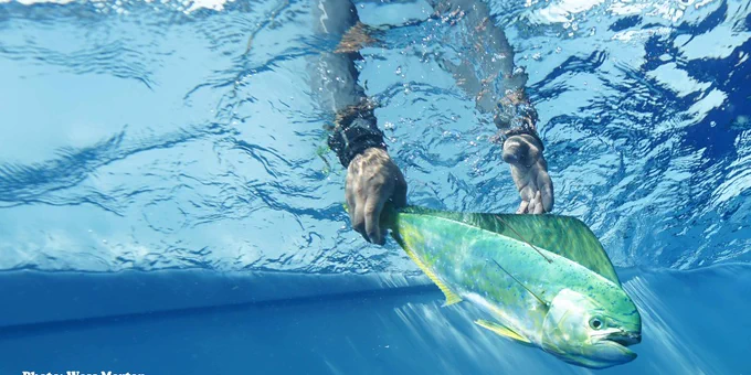 a tagged blueish green fish being released underwater