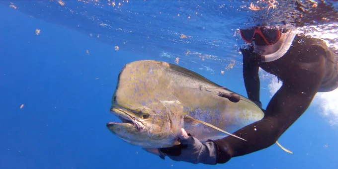 a tagged bluish gray fish held underwater to  be released