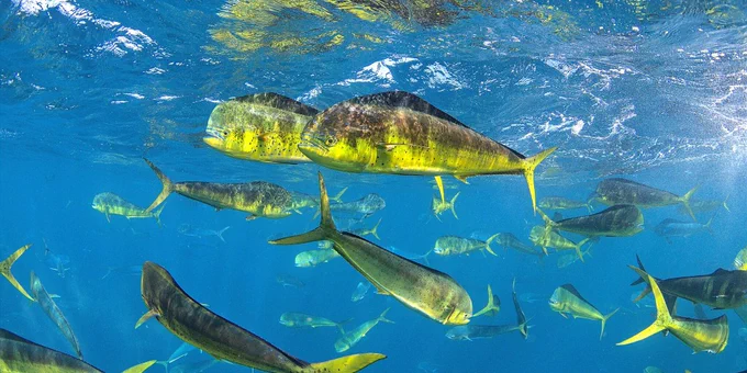 yellow fish schooling in blue water