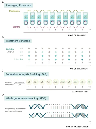 Experimental design and workflow. (A) Serial passaging of planktonic and biofilms evolved independently by a daily aliquot/bead passage over 10 days. (B) Intermittent colistin experimental treatment conditions during evolution: 0 mg/L (no treatment, gray), 0.5 mg/L, (static, light blue), 1 mg/L, (static, blue), and 0.5–8 mg/L, (increasing, dark blue) at days 1, 3, 5, 7, and 9. (C) Daily population analysis profiling (PAP) tests were performed to determine the survival frequency in each evolved population. (D) Whole-genome sequencing analysis was performed to the ancestral PAO1 strain as well as representative resistant clones from the last day of evolution.