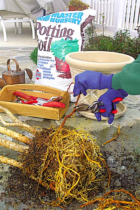 Repotting a stressed, root-bound container plant is the right prescription to restore it to vigorous health and beauty. Our experts show how to remove shrubs and other plants from their containers and the details of root pruning, essential when the roots encircle and girdle the plants' other roots. Watch the demonstration: 🔗https://grownbyyou.com/growing-trees-and-shrubs/caring-for-trees-and-shrubs/care-for-ornamentals-in-containers/
Copyright ©2021, 2025 by Dolezal & Associates. All Rights Reserved.